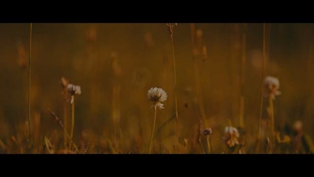 Sigma 24-70 F2.8 ART + Sony A6600 | Cat territory смотреть онлайн