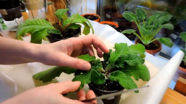 Почему не цветет стрептокарпус? смотреть онлайн