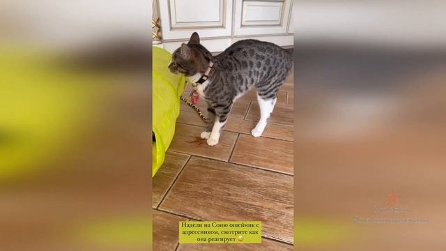Кошка Ольги Орловой Соня с метками! Не пропадет!