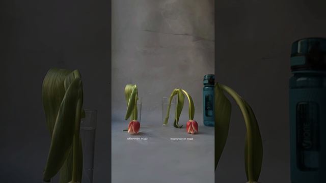 Эксперимент: цветы оживают прямо на глазах