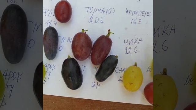 размеры ягод г.ф. народной селекции! смотреть онлайн