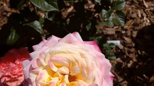 РОЗА с ОГРОМНЕЙШИМ ЦВЕТКОМ - КОРДЕС ЮБИЛЕЙ??? смотреть онлайн