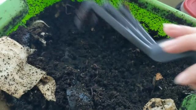 Hot Frog Living Composter Day 344 - Larger Feeding - Vermicomposting смотреть онлайн