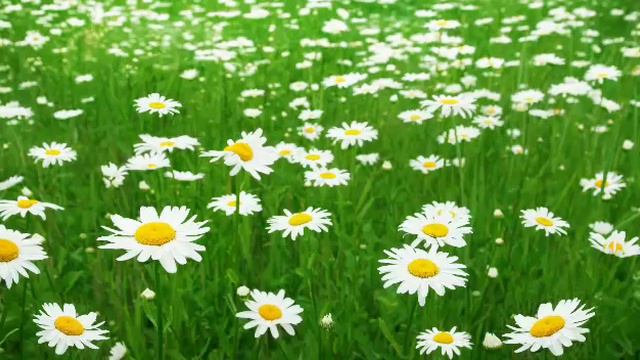 Зачем страдать, мой друг смотреть онлайн