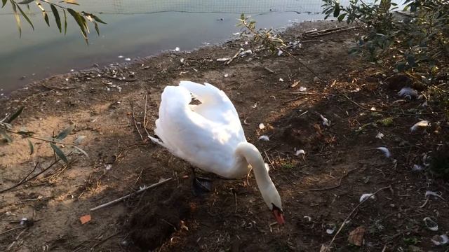 Страусиная ферма смотреть онлайн