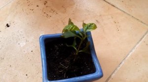 Кофе арабика размножение черенками