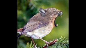 Photoshop Animals Compilation (Part 1)