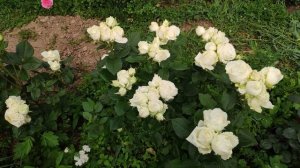 Розы в Подмосковье. Отвечаю на вопросы про мой сад ?