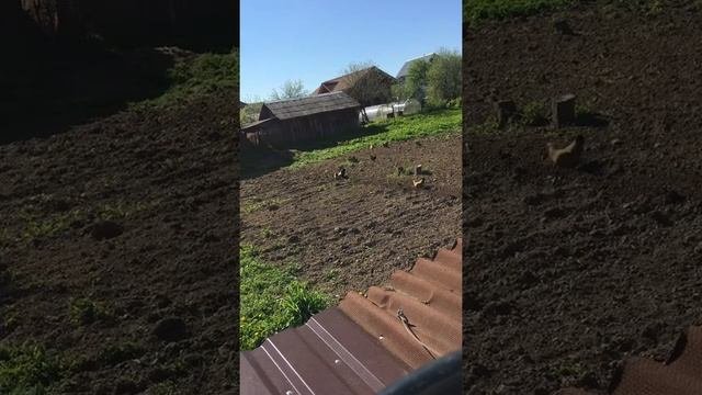 Вспашка земли плугом на мотоблоке Craftsman