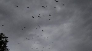 ПТИЦЫ   УЛЕТАЮТ  НА  ЮГ .