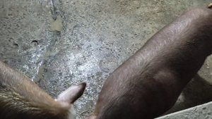 Супер-свиноматка порода "Дюрок". Уход за поросятами сосунами