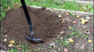 КАК ПРАВИЛЬНО ПРИКОПАТЬ САЖЕНЕЦ НА ЗИМУ