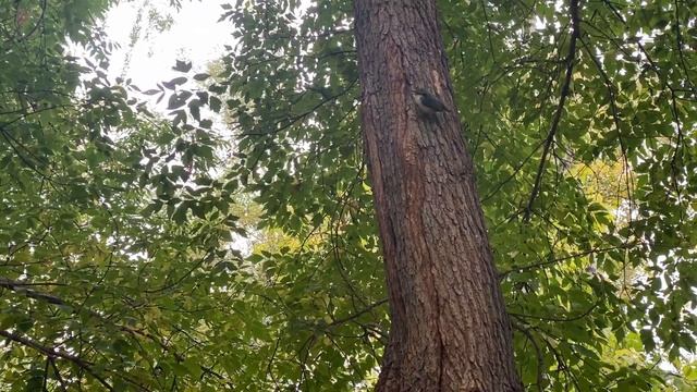 Белка осенью. У нас похолодало | Squirrel in autumn. смотреть онлайн