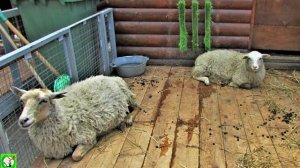 Сахалинский зооботанический парк