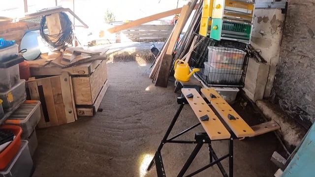 ? Щенки ЧИХУАХУА / продаю подрощенных щенков чихуа в СПб / купить чихуа в питомнике СПб Мари Мистик