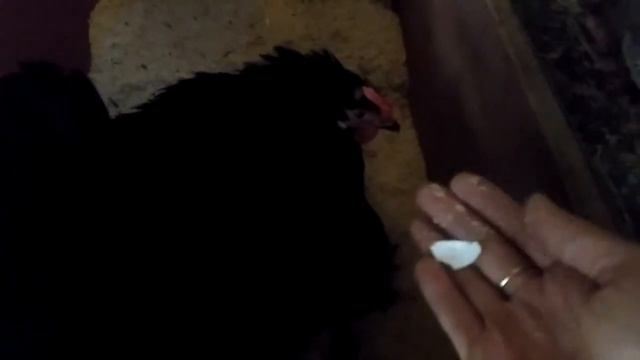 Курица поедает яйца, которые высиживает! смотреть онлайн