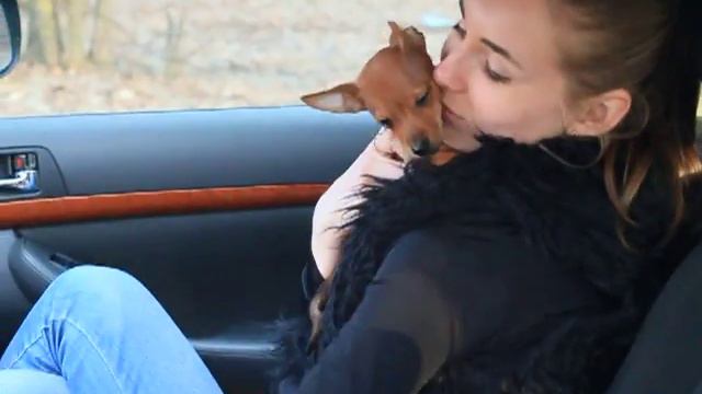 Анастасия Куц русский той терьер Боня , щенок смотреть онлайн