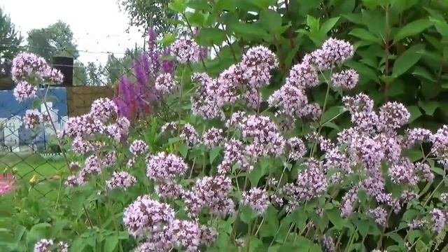 Многолетние пряные травы в саду. Сорта, выращивание, применение
