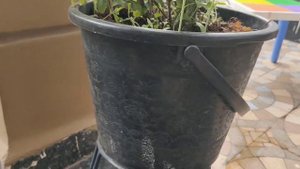 Plumbago auriculata | How to grow Plumbago auriculata | Plumbago auriculata in kitchen garden