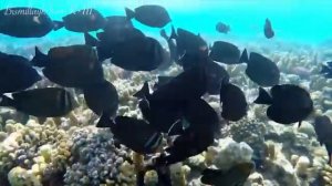 Аль-Курси Аят ** 4 ЧАСА ** Ангельский и мягкий голос колыбирует ваших детей до сна-Защита 100%