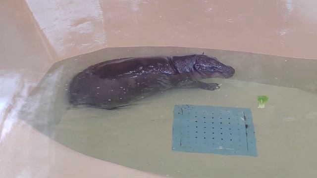 Карликовый бегемот в теплом вольере Московского зоопарка смотреть онлайн