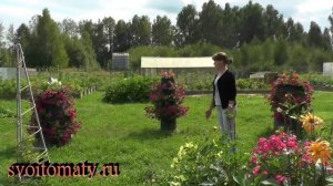 Как растет петуния в вертикальных клумбах