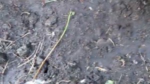 Черенкование кампсиса осенью непосредственно в почву. Кампсис древовидная лиана. Черенкование осень