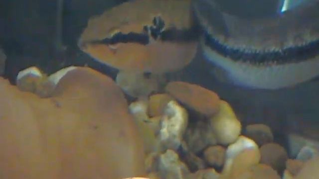 pair of Crenicihla sp. with 1 week old fry http://cmcas.com. смотреть онлайн