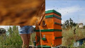 День пчеловода. Поздравление.