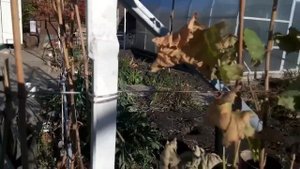 Обзор винограда.Виноградник осенью.Уход за виноградом осенью.Подготовка винограда к зиме.