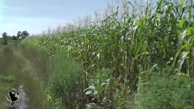 Поход с блогером Sam Jene (2- день) смотреть онлайн