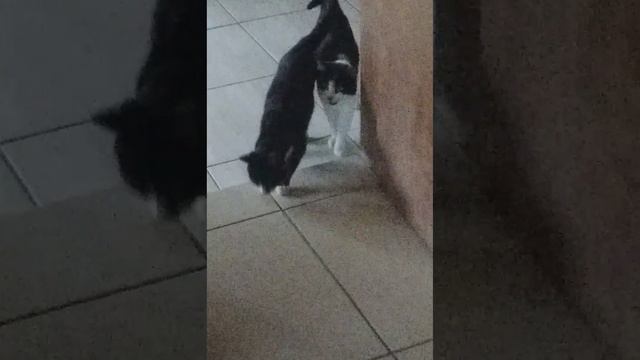 Os meus gatos se chamam Pandora, Hércules e Dionísio