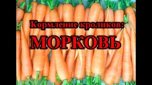 Кормление кроликов: МОРКОВЬ