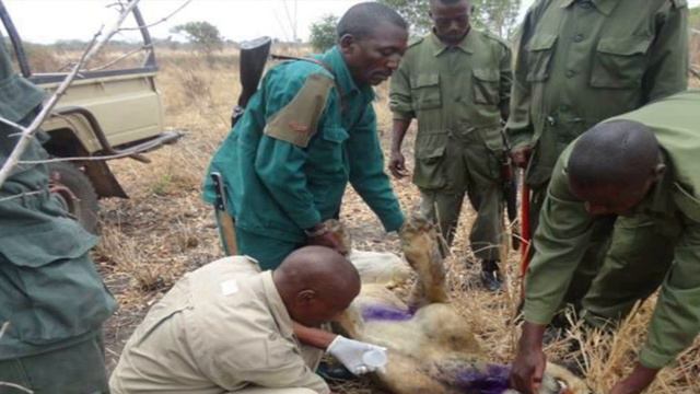 Лев долгое время носил «кольцо смерти» и питался подаянием своих собратьев смотреть онлайн