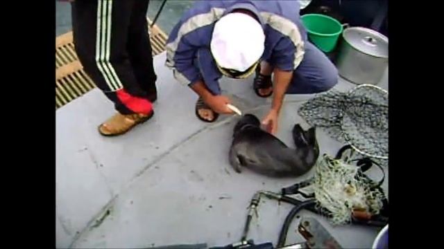 Отдых и рыбалка на Байкале. Спасение нерпы. смотреть онлайн