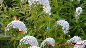 Вербейник ландышевый (lysimachia) ? ландышевый вербейник обзор: как сажать, саженцы вербейника