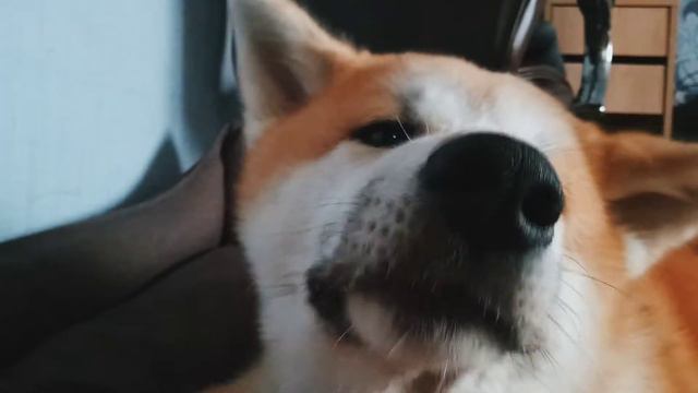 акита ест морковку / аkita inu (5 months) eating a carrot 🥕🐕 смотреть онлайн