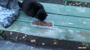 Black cat meow on a cold day