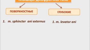 Мышцы и фасции промежности:  строение, функции, кровоснабжение, иннервация. Половые особенности.