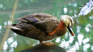 Животные и природа видео