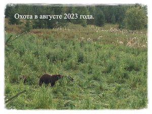 Охота на кабана и медведя в августе 2023 г.