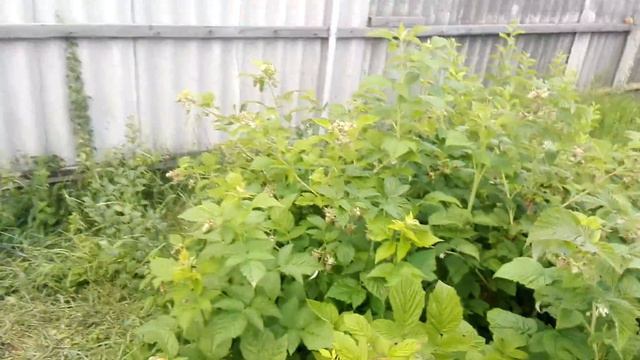 Малина на 13 июня смотреть онлайн