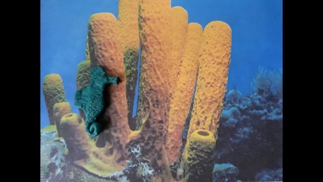 Подводный мир. Морские коньки смотреть онлайн