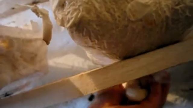 Вёшенка королевская, ошибки при хранении мицелия