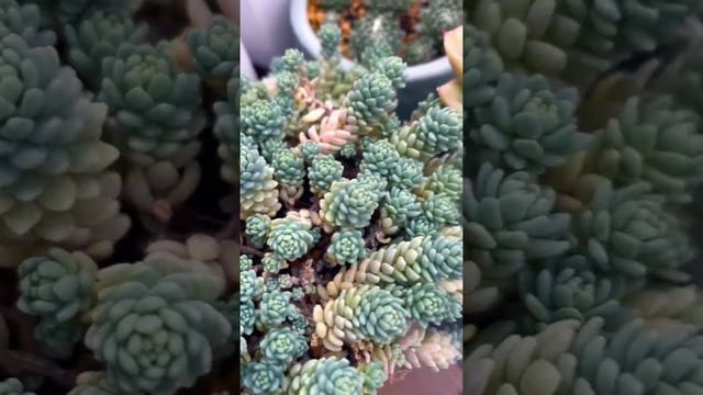 Today’s succulents Sedum dasyphyllum 'Major' 2021.12.6 #多肉植物 #succulents #다육식물 #shorts смотреть онлайн