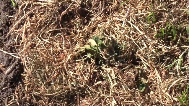 35. Перцы переехали на дачу! смотреть онлайн