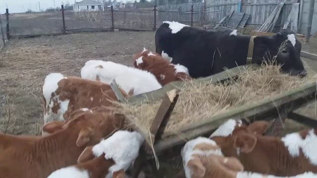 Телята симментальской породы.