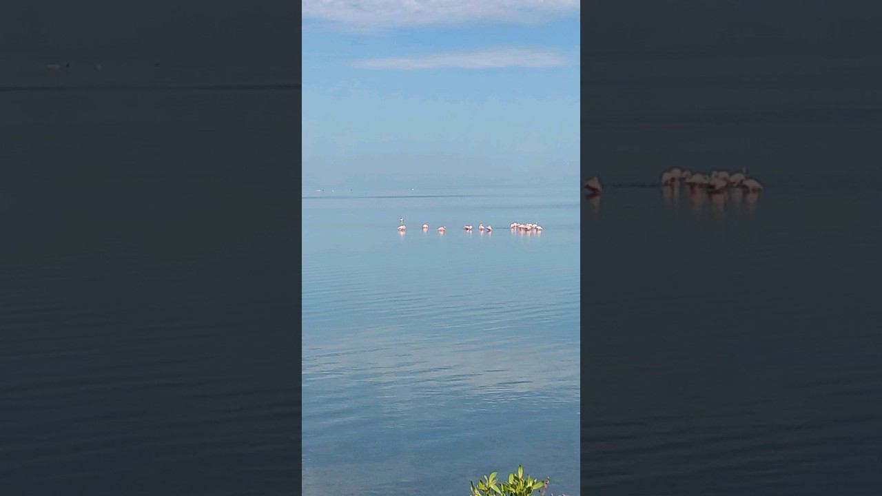 Куба 2023. Красивые Фламинго, мангровые заросли. Экскурсия в Морон. Куба за 57 тысяч. @tutsi-dieti