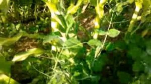 Горох по кукурузе 30 дней после посадки