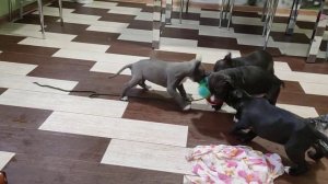 Стая собак рвет зайца